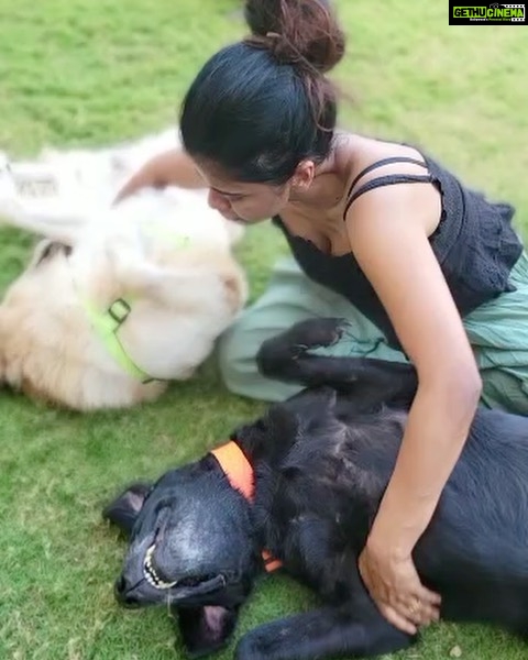 Swagatha S Krishnan Instagram - Random weekday bellyrub picnic with my big boys Lucky & Simba ♥♥ #dogsofinstagram #doglife #retreiver #labrador #chennai