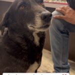 Swagatha S Krishnan Instagram - My beautiful singer. My talented kaali ♥️ #singingdog #dog #singing
