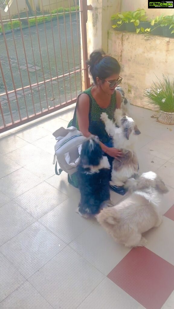 Swagatha S Krishnan Instagram - Tears run down my cheek as i post this. My children gave me the most emotional homecoming welcome. ♥🥹 #backhome #dogparent #mychildren