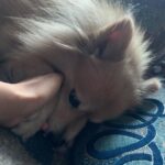 Vaishnavi Gowda Instagram - Many moods of Bunty 🐶