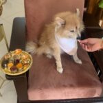 Vaishnavi Gowda Instagram - Many moods of Bunty 🐶