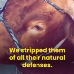 Vedhika Instagram - This is the horrendous reality behind the Meat and Dairy Factory Farms all over the World (even India). Death is kinder to them than evil humans! Would you still choose to be a part of this Animal Holocaust?? Stop funding animal murder, choose non violence #GoVegan 🌱 #Repost @earthlove777 with @use.repost ・・・ Stop abusing & eating animals rp @vegan_firefighter @tattooedveganfella #govegan #bekind #respect #animals #donttakeourplanetforgranted