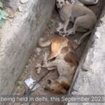 Vedhika Instagram - #G20 Final Statement on behalf of People For Animals @pfa.official : The Mayor has publicly confirmed that there is no order to pick up dogs from anywhere in Delhi. Clearly, MCD has illegally picked up over 1200 dogs. The catching must be immediately halted and the impounded dogs accounted for — how many, from where taken to where? Citizen feeders must be enrolled into the care of these dogs and provided all help to ensure their safe return. We are asking animal lovers to spread a message: Pl share this message: We have tried talking to them. We have tried talking about them. It has not stopped them. The only way to stop them is to stop them. Calling all feeders, all animal People, wherever you see catching vans , please deflate their tyres. Object and obstruct them. Demand a written order. If it is not produced, call the police. And when police srrives, please get me ( 9810054077) on call. No more dogs to be taken. It is ironic that given the theme of the G20, Vasudhaiva Kutumbakam - one earth, one family, one future, what India is doing in preparation for the summit is shocking. Perfectly peaceful, sterilised, old, and even blind dogs are being rounded up and carted off to overcrowded, understaffed, and ill-prepared sterilisation units. Not only is this against the law, it violates the avowed spirit of the summit. It is hypocritical to talk of a shared future when we do not make room for or even acknowledge the existence of our co beings. #G20 #g20summit