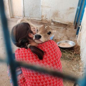 Amrutha Srinivasan Instagram - The eeshi-est neediest cutest calf EVER 😭❤️ He loves scratchies and putting his weight on you. LOOK AT THEM BLOODY TEEFS 😂 @yourdailydoseofcows
@cutest_cow

At @blue_cross_rescues , they have cows, dogs, rabbits, hamsters, birds, cats, monkeys and various other non-humans (and kind hearted humans) who could really really use your help. :)

Reach out to Blue Cross (@blue_cross_rescues ) to know how you can help. They always need it and will appreciate it with full, happy hearts. Trust me, your heart will also be fulllll in the process. 😬❤️

Thank you, @velu_atm for sneakily taking these pictures 😂