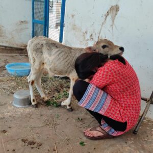 Amrutha Srinivasan Instagram - The eeshi-est neediest cutest calf EVER 😭❤️ He loves scratchies and putting his weight on you. LOOK AT THEM BLOODY TEEFS 😂 @yourdailydoseofcows
@cutest_cow

At @blue_cross_rescues , they have cows, dogs, rabbits, hamsters, birds, cats, monkeys and various other non-humans (and kind hearted humans) who could really really use your help. :)

Reach out to Blue Cross (@blue_cross_rescues ) to know how you can help. They always need it and will appreciate it with full, happy hearts. Trust me, your heart will also be fulllll in the process. 😬❤️

Thank you, @velu_atm for sneakily taking these pictures 😂