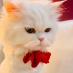 Angela Krislinzki Instagram - [RIP] Angel krislinzki 6/7/2019 26/9/2021 My 1st pet u will always be my number one, most beautiful. Just like your name you are a true angel. My tiktok star. I lost a part of my soul when i lost you. Sorry if i ever neglected you as I realised today life is really unexpected and short. I love you. ❤️