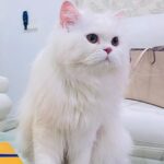 Angela Krislinzki Instagram - [RIP] Angel krislinzki 6/7/2019 26/9/2021 My 1st pet u will always be my number one, most beautiful. Just like your name you are a true angel. My tiktok star. I lost a part of my soul when i lost you. Sorry if i ever neglected you as I realised today life is really unexpected and short. I love you. ❤️