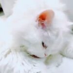 Angela Krislinzki Instagram - [RIP] Angel krislinzki 6/7/2019 26/9/2021 My 1st pet u will always be my number one, most beautiful. Just like your name you are a true angel. My tiktok star. I lost a part of my soul when i lost you. Sorry if i ever neglected you as I realised today life is really unexpected and short. I love you. ❤️