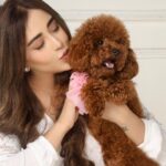 Angela Krislinzki Instagram - "Can't believe my little fur ball is already 2!" 🧸🐾 @moschinokrislinzki #dogs #dogsofinstagram #dog #dogstagram #puppy #doglover #dogoftheday #instadog #doglovers #doglife #pets #love #puppylove #puppies #pet #puppiesofinstagram #dogsofinsta #cute #instagram #of #petsofinstagram #dogslife #doggo #animals #ilovemydog #cats #doglove #petstagram #dogphotography #cutedogs