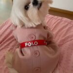 Anjali Instagram - When polo steals my t- shirt 🤷🏻‍♀️👚❤️ #internationaldogday #polodiaries #my #love #polo #style