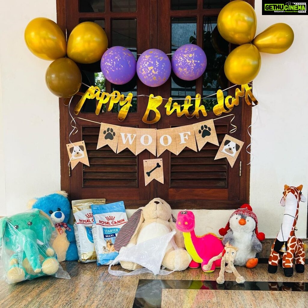 Anna Rajan Instagram - @whitospeeks Birthday celebration going to happen All of his close friends are here. #dino #jiffy #camele #pengue #longearrabbit(longee) #greenelepho #bluey. Missed u #orangey and #yellowe. @oscarbeagle1 busy with his younger brother . Im so proud to announce my Whito official instagram id @whitospeeks