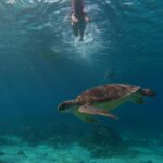 Bhanushree Mehra Instagram - This was my first time snorkelling and honestly, I’m not the water-loving type but Gili Island made it worth every moment. Swimming with these sea turtles everywhere was SO COOL ! . . . . . . . #gilitrawangan #giliislands #snorkeling #islandlife #bali Gili Trawangan