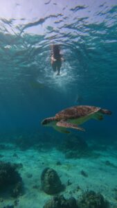 Bhanushree Mehra Instagram - This was my first time snorkelling and honestly, I’m not the water-loving type but Gili Island made it worth every moment. Swimming with these sea turtles everywhere was SO COOL ! 
.
.
.
.
.
.
.
#gilitrawangan #giliislands #snorkeling #islandlife #bali