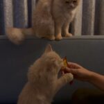 Denisha Ghumra Instagram - Bhookh Hi Bhookh Hai 😹 #champaklaal #champ #catlover #funnycatvideo #catmemes #catworld #cats #perciancat #catfood
