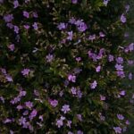 Divya Prabha Instagram - #ooty #flowersaremylove