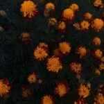 Divya Prabha Instagram - #ooty #flowersaremylove