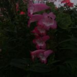 Divya Prabha Instagram - #ooty #flowersaremylove