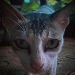 Divya Prabha Instagram - Stranger cat !