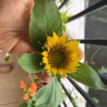 Divya Prabha Instagram – B L O O M I N G 🌻 

#home #firsttimeinthebalcony #sunflower Kochi, India