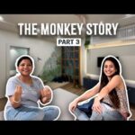Elina Samantray Instagram - The final episode of 'The Monkey Story' (Part III) is out now on YouTube! Link in description! #catinapi #timelessluxury #interiordesign #episode #youtube #elinasamantaray #odia #design