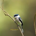Gautami Instagram - Bar winged flycatcher-shrike..... in coonoor #simspark #birdspictures #best_birds_planet #best_bird_shots #best_birds_of_world #best_birds_of_ig #best_birds_of_instagram #bestoftheday #birdspictureoftheday #birdspictures #birdofparadise #nuts_about_birds #birds_adored #birds_of_ig #birds_matter #birdslovers #birds_perfection #birdstamilnadu #birdsofprey #wildlifephotography #wildlife