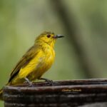 Gautami Instagram - Bathing beauty-Yellow Browed BULBUL A wonderful week of #birdphotography in #munnar & #thattekad Well guided by @vimal_wildclicks along with @birding_with_kuttettan_munnar #birds #birdsofinstagram #birds #birdsphotography #birds_adored #birds_private #worldofwildlife #natureinfocus #nikon #wildlife #