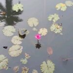 Gautami Instagram - Mother nature