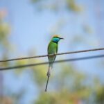 Gautami Instagram - Beautiful #beeeater #best_birds_of_ig #birds_private #birdphoto #birdwatching #birdphotography #bird #birdsofinstagram #birdsinindia #birdslovers #birdsofparadise #birds_captures #birds_adored #birdphotographyindia #nuts_about_birds #birds_nature #birdsplanet #best_birds_of_ig #best_bird_shots #best_birds_of_world