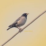Gautami Instagram - #rosystarling bird of the day. Touch up by light room tools. #naturephotography #naturelover #Birds #birds_private #birds_captures #birdwatching #birdlovers #wildlifeconservation #wildlifephotography #best_birds_of_world #birdfreaks #nuts_about_birds
