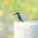 Gautami Instagram - #birdphotographyindia #birds_captures #birdspictures #birdstamilnadu Rajapalayam