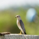 Gautami Instagram - I captured this beautiful, in around #rajapalayam Rajapalayam