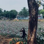 Jovika vijaykumar Instagram – Just calm down and feel the sand under your foot, the salt in the air, listen to a prayer of whichever faith and look at pretty flowers once in a while Auroville