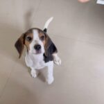 Ketaki Mategaonkar Instagram - My lil cuddle🥰 happy international dogs day! 🐶🐶🥹