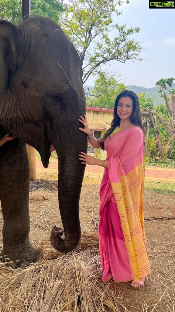 Koel Mallick Instagram - As I tried making friends with a very BIG co-actor before shoot …she turned out to be a rather cute & a friendly one! Was a delight having her with us in #jongolemitinmashi 🐘❤#Pujo2023 #ecology #forest #saranda #love #life 😇