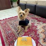 Kyra Dutt Instagram - Happy Birthday My Son! #BabyBruno🐾 10 Yrs Today! Big Boy! Always my Baby. My only one. Valentines Day will always be special for all the love you bring into my life #UnconditionalLove❤️ I baked him a cake today & he loved it. Mamma’s Jaan! God Bless.🤗😘 #HappyBirthday🎂