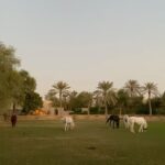 Kyra Dutt Instagram - A Day of Love & labour!❤️ Silvina🐴 Desert Palm Polo Club, Dubai