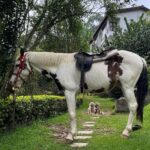 Manvita Kamath Instagram - Ram, the horse,standing tall and proud…radiating an aura of elegance, serenity and grace! 🐴✨ . . . #kodaikanal @greattrailsbygrt
