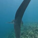 Michael Ajay Instagram - One of the things that has given me the greatest joy in life is introducing the underwater world to my friends and sharing it with them. (Watch the last video!) #manta Over the past two weeks I finally managed to convince @karnrateria @michaelajayofficial @allthingssameer and @ashwin_kulkarni to take the plunge. The are all Open Water Certified divers now - thanks ro @fleetfootadventures! Congratulations guys!! I also reconnected with my buddies @jaypunjabi_ @rohinbachwani @djsanjaydutta @leicagrapher and @carlosdonoso on our amazing Liveaboard trip and made nee friends too! @emma.tolmie @coteugarter @lukamp @catabarra @davesorrellsaunders @cpabloalarcon @emperordivers_ Thank you for making it such a memorable trip for us all!! Mostly, thanks to my buddy, my brother and my underwater guru Nitish aka @fleetfootadventures for making all of this possible! ❤️💯 #Maldives #fleetfootadventures #DiveDiary #Seiko #prospex
