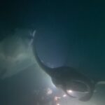 Michael Ajay Instagram - One of the things that has given me the greatest joy in life is introducing the underwater world to my friends and sharing it with them. (Watch the last video!) #manta Over the past two weeks I finally managed to convince @karnrateria @michaelajayofficial @allthingssameer and @ashwin_kulkarni to take the plunge. The are all Open Water Certified divers now - thanks ro @fleetfootadventures! Congratulations guys!! I also reconnected with my buddies @jaypunjabi_ @rohinbachwani @djsanjaydutta @leicagrapher and @carlosdonoso on our amazing Liveaboard trip and made nee friends too! @emma.tolmie @coteugarter @lukamp @catabarra @davesorrellsaunders @cpabloalarcon @emperordivers_ Thank you for making it such a memorable trip for us all!! Mostly, thanks to my buddy, my brother and my underwater guru Nitish aka @fleetfootadventures for making all of this possible! ❤️💯 #Maldives #fleetfootadventures #DiveDiary #Seiko #prospex