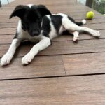 Namrata Shirodkar Instagram - And just like that he arrives... We guess Pluto sent him to us. Another little lost pup... Another one to love ❤️ Welcome to our family #snoopy! Hoping to love you more 😍😍😍
