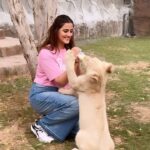 Nupur Sanon Instagram – Hands down one of the most SURREAL experiences I’ve had!Words cannot describe!!
Yes My heart was in my mouth and I was really scared! 
Who wouldn’t be? 
That’s a 2 month old lion cub🦁 
@sb_belhasa always the sweetest host! ❤️
Thank you for this and for loving all the animals like your babies at @fame.park My forever favourite place in Dubai!🥹🌻