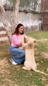 Nupur Sanon Instagram - Hands down one of the most SURREAL experiences I’ve had!Words cannot describe!!
Yes My heart was in my mouth and I was really scared! 
Who wouldn’t be? 
That’s a 2 month old lion cub🦁 
@sb_belhasa always the sweetest host! ❤️
Thank you for this and for loving all the animals like your babies at @fame.park My forever favourite place in Dubai!🥹🌻