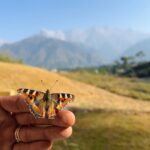 Palak Sindhwani Instagram - Dharamshala through my Lens..✨ These 4 Days in Silence were actually Life changing, Thank You @dkashikar @artofliving_dharamshala @shwetavyas1305 for making us feel like Home. 🧘‍♀️ Thank you Gurudev for walking with me on this journey we call Life, Grateful for you every moment. 💗 And To my extended family, my well wishers, I would like to say Just take some time out of your busy schedule and Do something which makes your soul happy, Let’s try to live in the alignment with our soul Purpose even some of us don’t know it yet, Affirm and Believe - I only attract what aligns with my soul purpose and see how you’ll be redirected to where you are meant to be! 🤗 . . #aol #silence #peace #nature #dharamshala #gratitude #blessed #palaksindhwani Sukoon