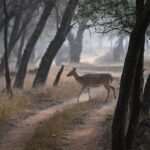 Prachi Tehlan Instagram - Though I love the way the camera naturally captures the nature but a little fine tuning always helps enhancing the vibe. For me it’s dreamy 🤩 @nikonindiaofficial @nikonasia #Nikon #NikonIndia #NikonIndiaOfficial #NikonVideography #NikonPhotography #NikonAsia #Nikonexperts #Zseries #wildlife #animals #intothewild #PTclicks #NikonExpertive #wildlifephotography #deersofinstagram #intothewild #wildlifephotography #wildlife #naturephoto #naturephotographer #naturephotography #nature #wild #photo #discovery #natgeo #yourshotphotographer #natgeowild