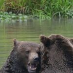 Prachi Tehlan Instagram - Here goes my first reel from the experience of using my NIKON into the wilds. These two bears 🐻 kept enjoying / playing / romancing in the water for long worrying about nothing else! It was a beautiful sight. I managed to get few good shots curating this reel. Hope you like it 😃 baby steps into my new passion for photography 😇 @nikonindiaofficial @nikonasia Camera Specifications : Shot On : NIKON Z30 Lens: NIKKOR Z DX 50-250mm F/4.5-6.3 VR #Nikon #NikonIndia #NikonIndiaOfficial #NikonVideography #NikonPhotography #NikonAsia #Nikonexperts #Nikonz30 #Zseries #wildlife #animals #nature #intothewild #PTclicks #Nikonexpertive #bear #wildbears Six Flags Great Adventure
