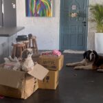 Prarthana Behere Instagram – Unpacking…. She doesn’t want to come out !!!!! She is so FILMY!!! 
.
#homesweethome #mypet #mybabies #mylove #mykids #familytime #lifeisbeautiful #happyme #happyus💜 
@miss.filmy @gabbaritis @