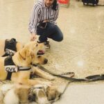 Priyaa Lal Instagram - Love for retrievers 💖 #retriever #dogsofinstagram #goldenretriever