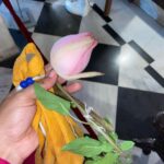 Priyanka Pandit Instagram - Dev uthani Ekadashi, Bhishma panchak vrat ki subhkamnaye 🙏 Mumbai, Maharashtra