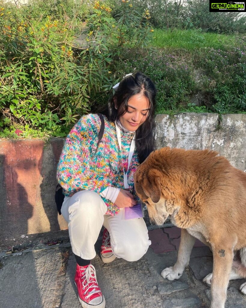 Riddhi Kumar Instagram - Keeping myself warm this winter with my handmade knitwear. Was so excited to wear these cuties at @diff.india 💕 Also, swipe to see who joined this photo sesh 🐶 Mcleod Gunj, Dharmshala