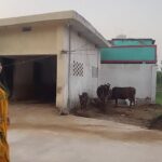 Seema Singh Instagram - 💚💛 . . . . . #reels #reelsinstagram #video #trending #trendingreels